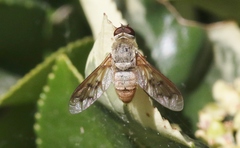 Neodiplocampta