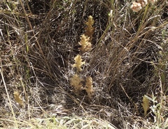 Aphyllon parishii parishii