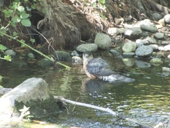 Accipiter cooperii