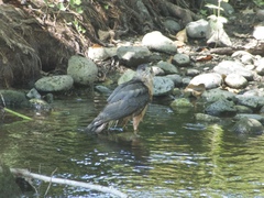 Accipiter cooperii