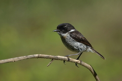 Reunion Stonechat photo 3
