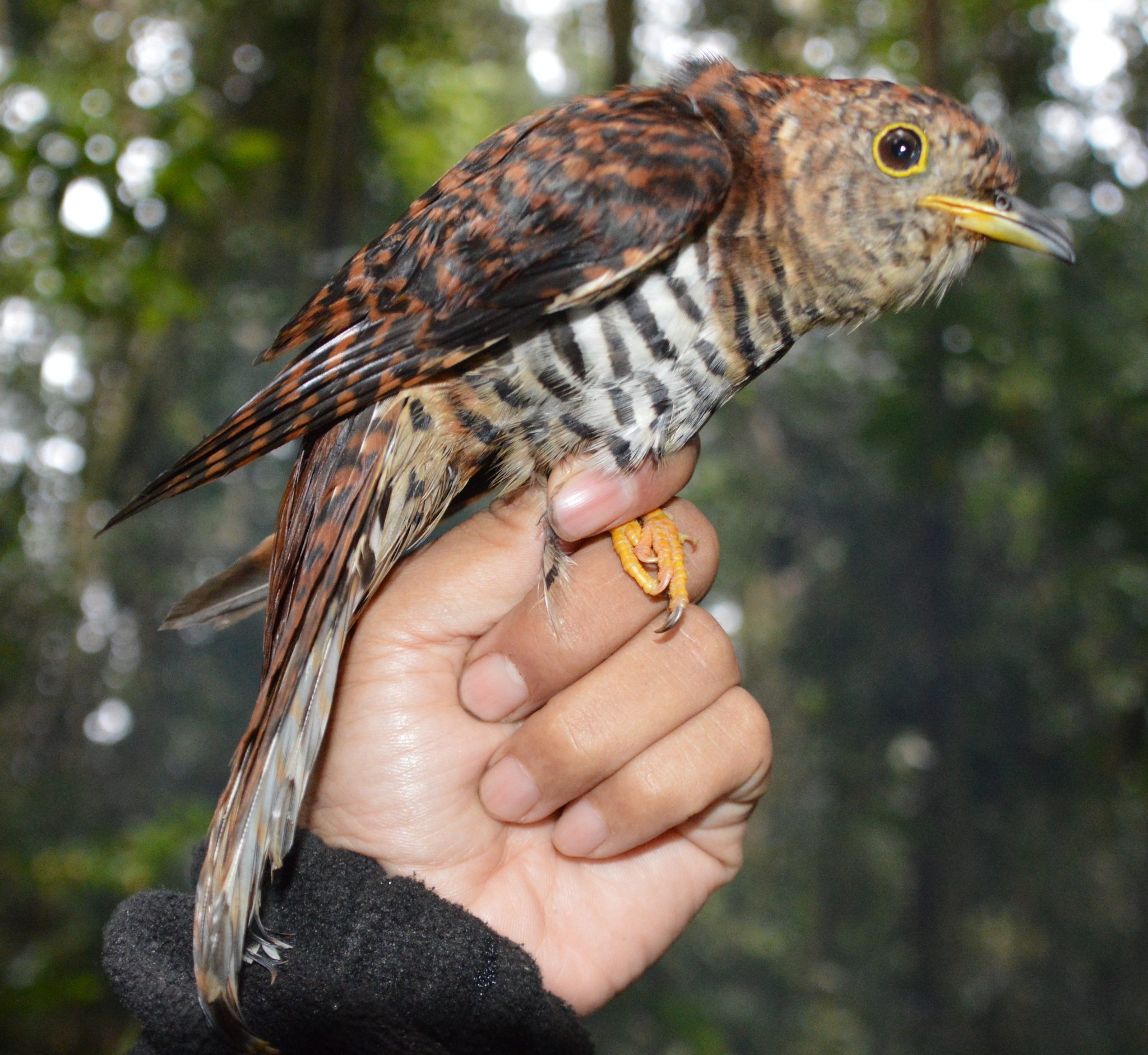 Sunda Cuckoo (Cuculus lepidus), photo 9