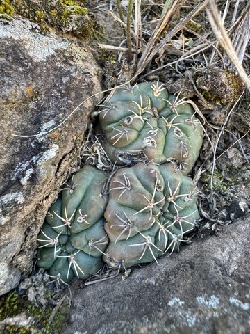Foto de Bico-de-papagaio
