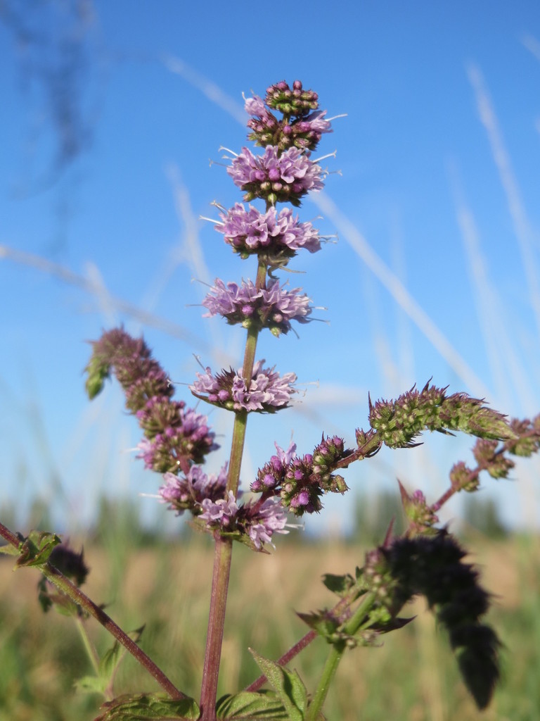 Mint stems showing paired leaves on square stems