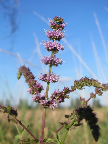 Mentha spicata iNat (1)