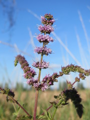 Mentha spicata — photo 2