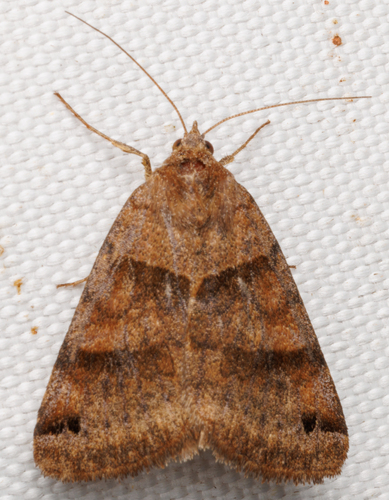 Clover Looper Moth