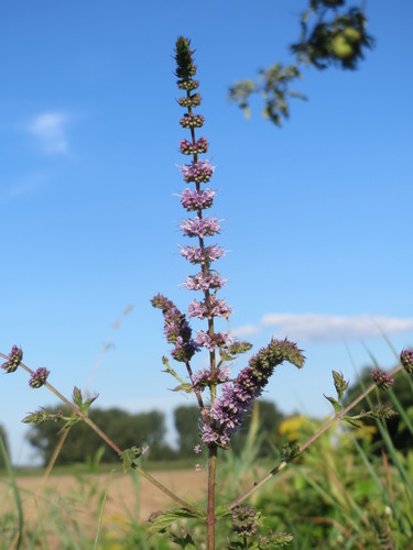 Mentha spicata