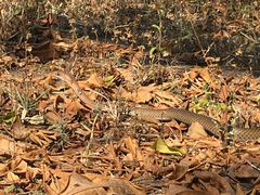 Psammophis mossambicus