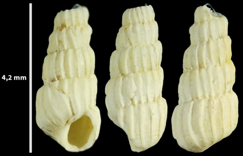Pyrgisculus jeffreysii