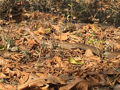 Psammophis mossambicus