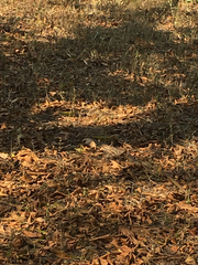 Psammophis mossambicus