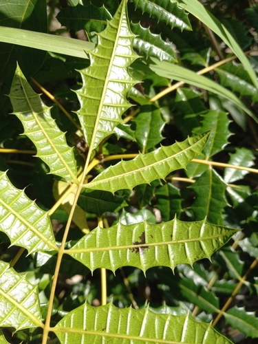 Comocladia cuneata