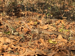 Psammophis mossambicus