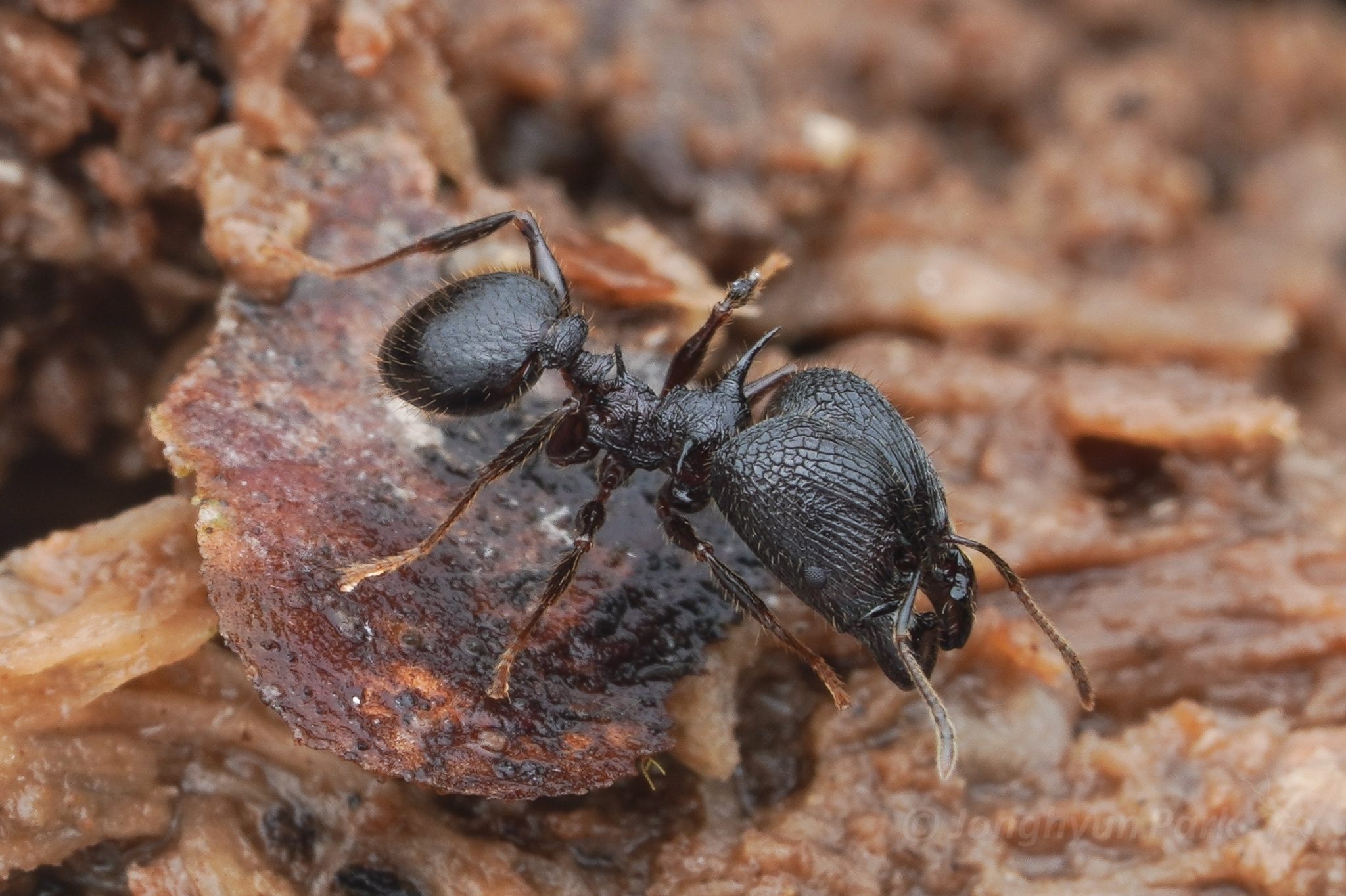 Pheidole quadricuspis