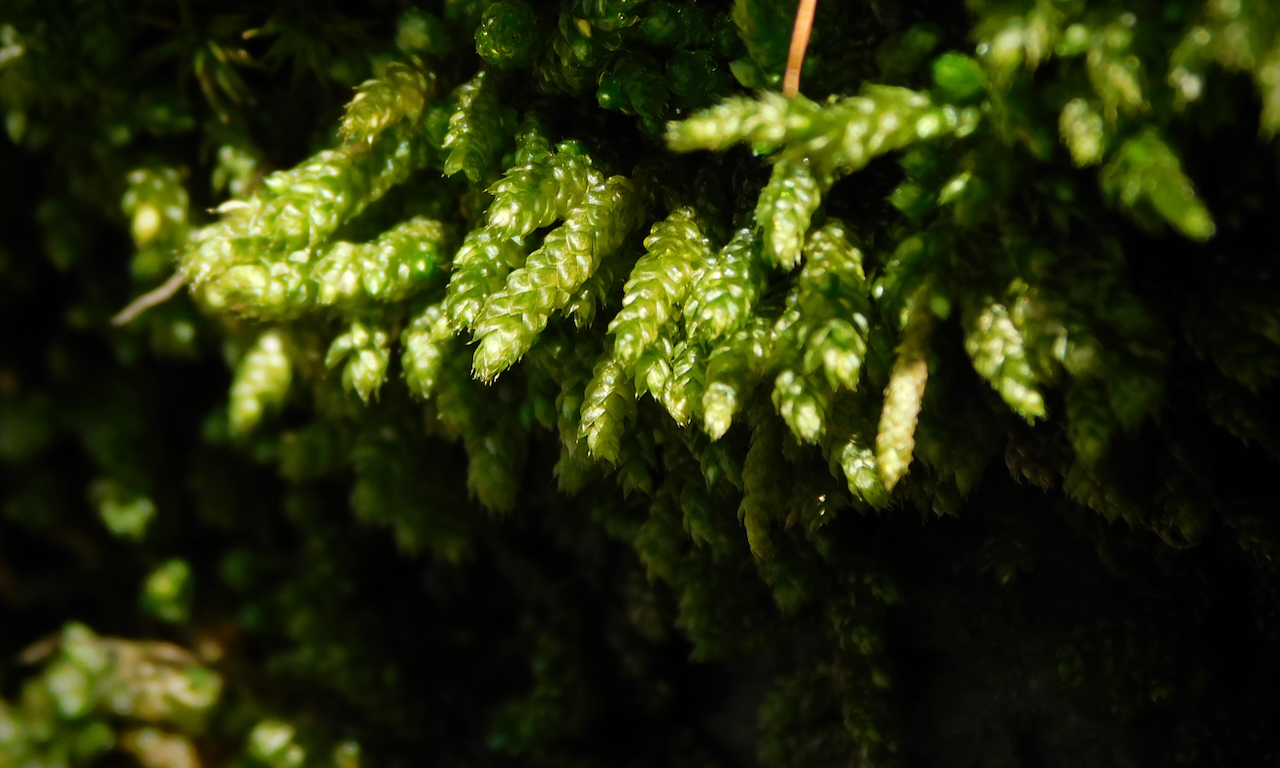Bryoandersonia illecebra