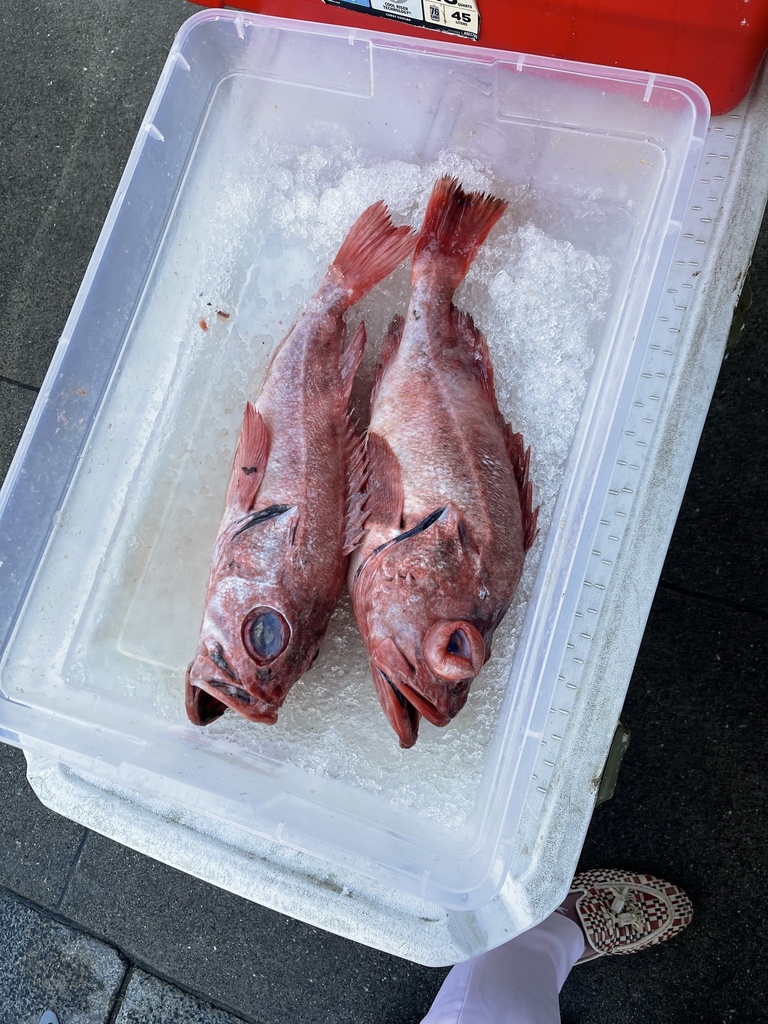 Photo of a Blackgill Rockfish