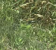 Coluber constrictor foxii