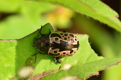Calligrapha diversa