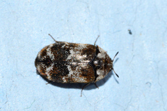 Trogoderma sternale aspericolle