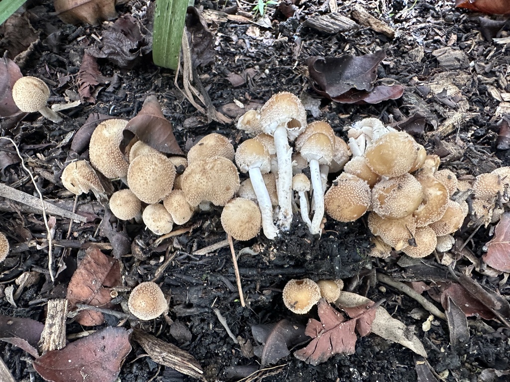 Candolleomyces tuberculatus · November 2024 · photo: © heimatlos (iNaturalist, cc0)