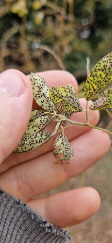 Uromyces lespedezae-procumbentis