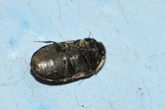 Trogoderma sternale aspericolle