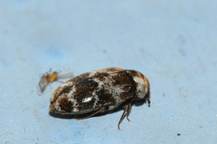 Trogoderma sternale aspericolle