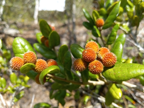 Chaetocarpus globosus