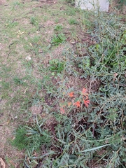 Bouvardia ternifolia