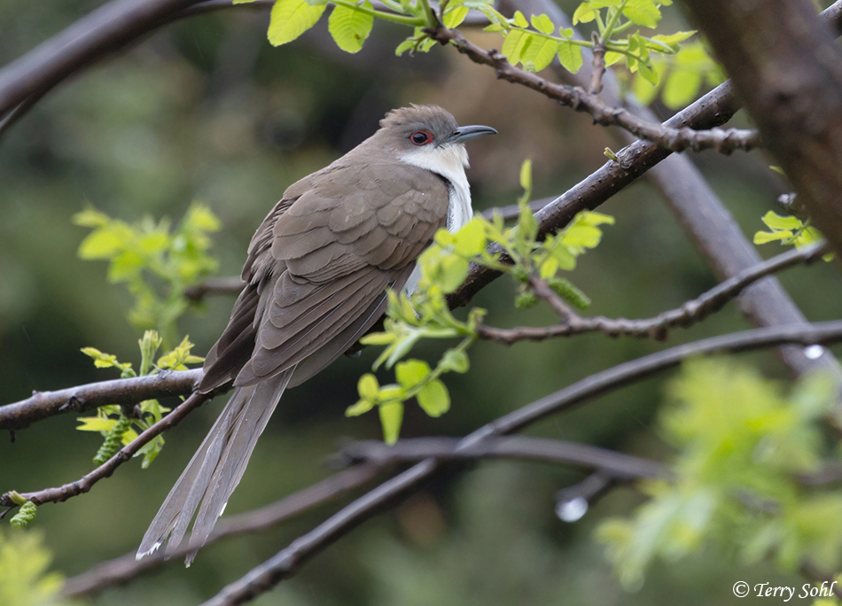 Black-billed Cuckoo
