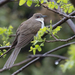 Black-billed Cuckoo - Photo (c) Terry Sohl, some rights reserved (CC BY-NC), uploaded by Terry Sohl