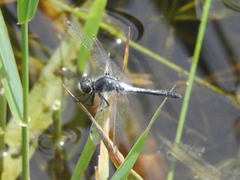 Leucorrhinia frigida