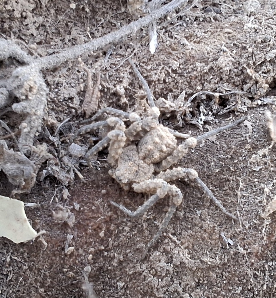Sicarius crustosus