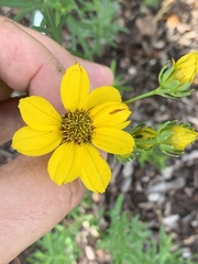 Coreopsis palmata