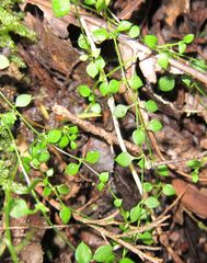 Stellaria parviflora