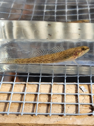 Carolina darter (Etheostoma collis) — Percidae — 5