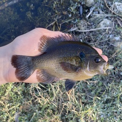 Spotted Sunfish photo 4
