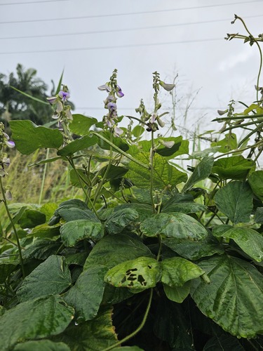 Neustanthus phaseoloides observed 2024-12-11