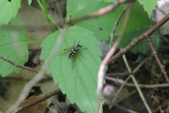 Chrysopilus fasciatus