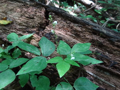 Hylodesmum pauciflorum