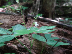 Hylodesmum pauciflorum