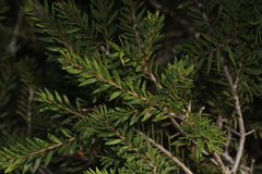 Melaleuca sieberi
