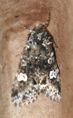 Melanchra adjuncta