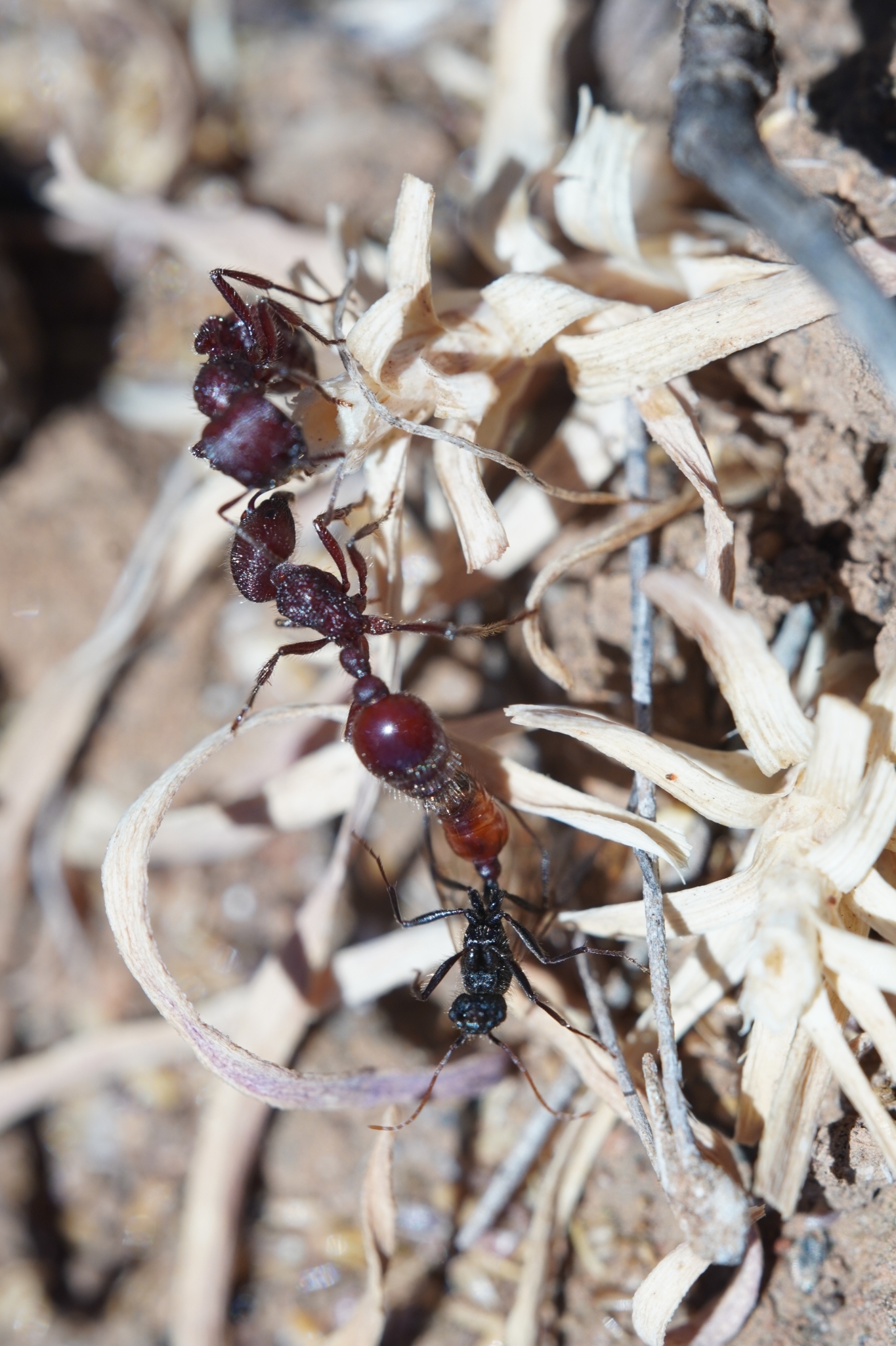 Pogonomyrmex bispinosus