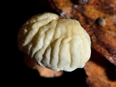 Campanella tristis