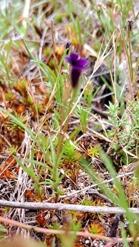 Image of Monopsis debilis by (c) magriet b, some rights reserved (CC BY-SA)