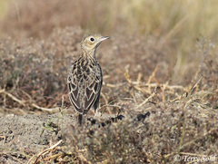 Anthus spragueii