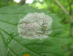 Parornix inusitatumella