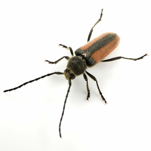 Punctured Long-horned Beetle